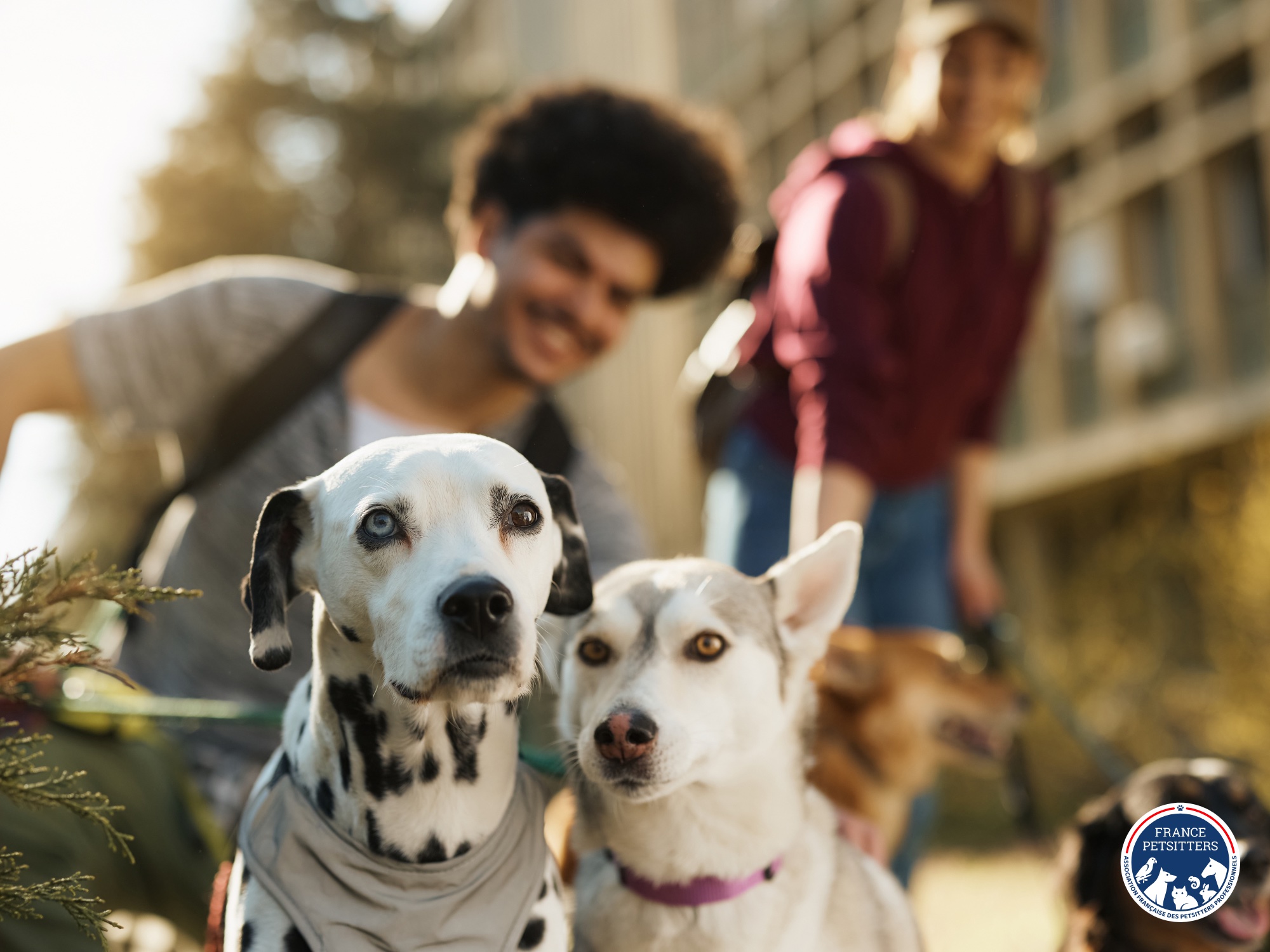 Deux petsitters en promenade avec plusieurs chiens