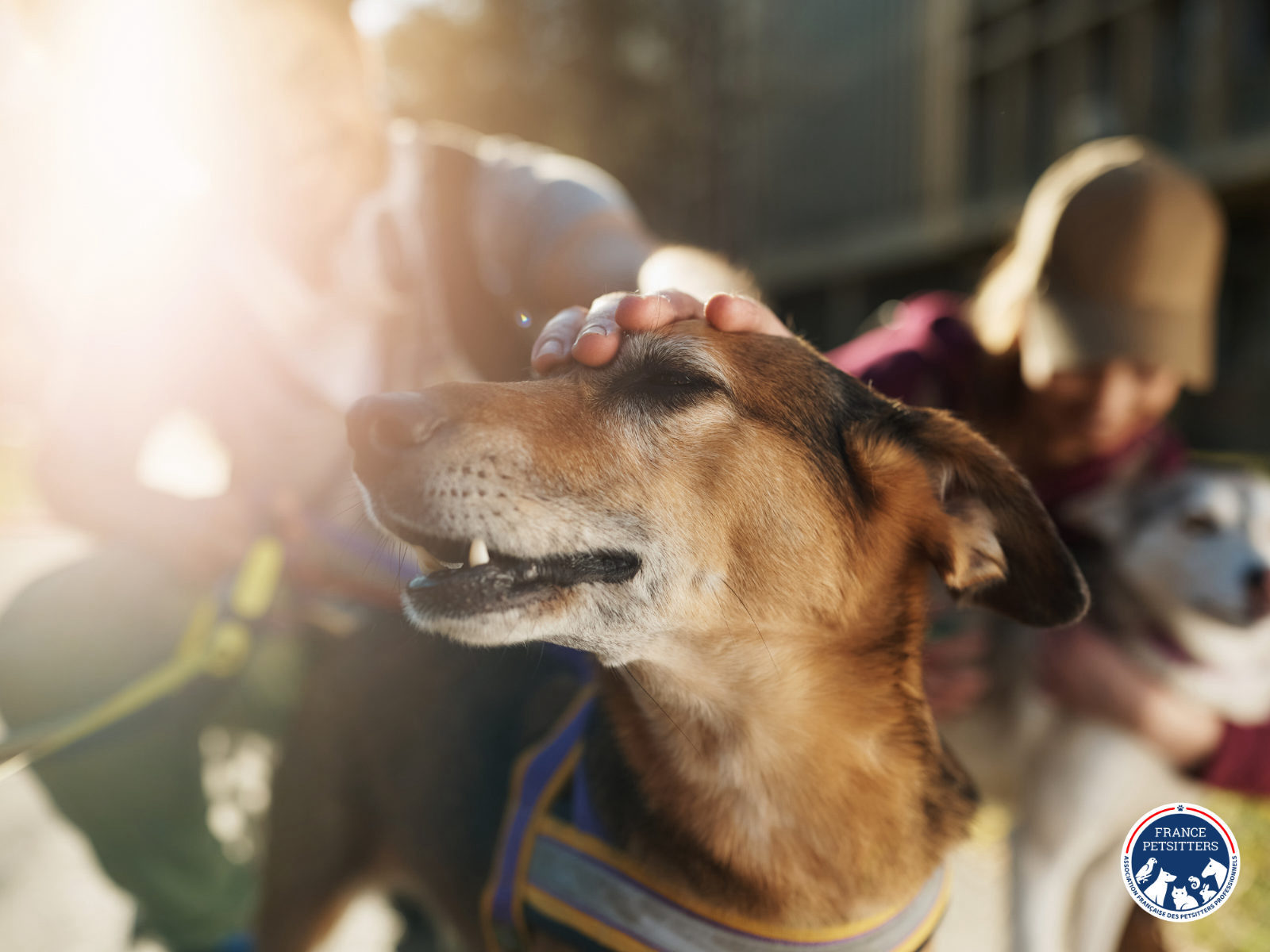 Un chien profite d'une caresse, en promenade au soleil